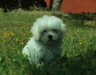 Preciosa camada Bichón Maltés Toys, línea Americana - mejor precio | unprecio.es