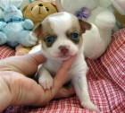 Beautiful Chihuahua cachorros disponibles! (150) - mejor precio | unprecio.es