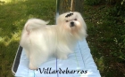 Bichon Maltes - mejor precio | unprecio.es