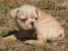Bulldog Frances para montas 150 - mejor precio | unprecio.es