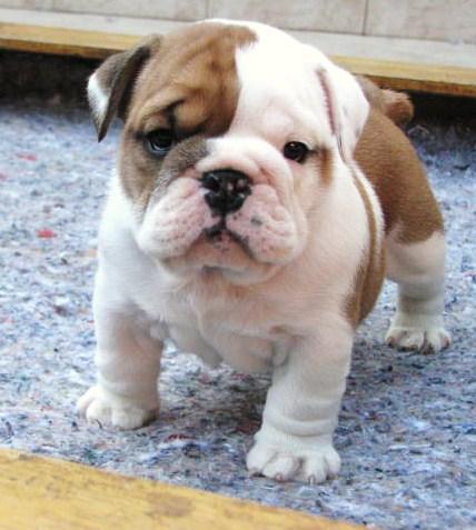 Bulldog Ingles Cachorros para adoption