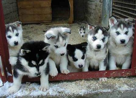 Busco Cachorro Husky para Adoptar
