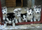 Busco Cachorro Husky para Adoptar - mejor precio | unprecio.es