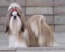 BUSCO QUE ME REGALEN UN SHIH TZU