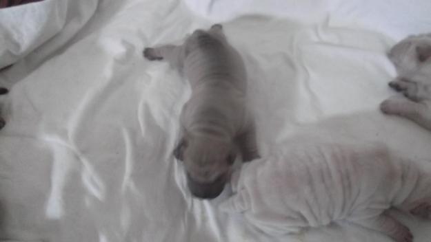 Cachorro de Sharpei