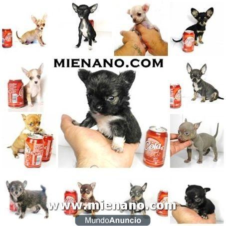 CACHORROS CHIHUAHUAS ENANOS, CON PEDIGREE,  VENDEMOS A TODA ESPAÑA, ENVIOS CONTRA REEMBOLSO