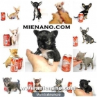 CACHORROS CHIHUAHUAS ENANOS, CON PEDIGREE, VENDEMOS A TODA ESPAÑA, ENVIOS CONTRA REEMBOLSO - mejor precio | unprecio.es