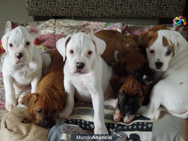 CACHORROS DE BOXER !!!