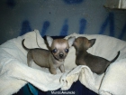 chihuahuas minis - mejor precio | unprecio.es