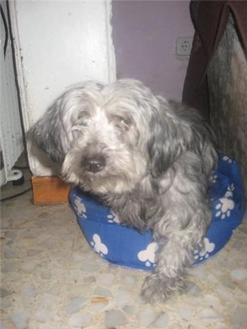 Chispita  caniche de un año a la perrera