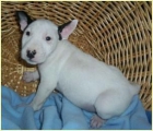 es una hembra cachorro bull terrier con grandes personalidades, - mejor precio | unprecio.es