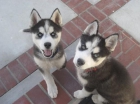 Husky Siberianos espectaculares !!! - mejor precio | unprecio.es