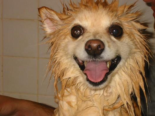 Lavamos tu mascota con recogida y entrega a domicilio