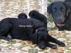 Perros Labradores Perdidos en El Campello - mejor precio | unprecio.es