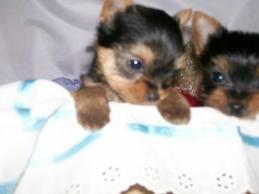 Preciosos cachorros de Yorkshire Terrrier mini toy, de padre y madre muy pequeños, dispong