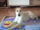 Regalo perrita joven - mejor precio | unprecio.es