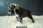 SCHNAUZER MINIATURA CACHORROS CON PEDIGREE - mejor precio | unprecio.es