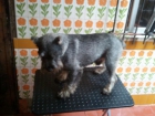 Schnauzer sal y pimienta - mejor precio | unprecio.es