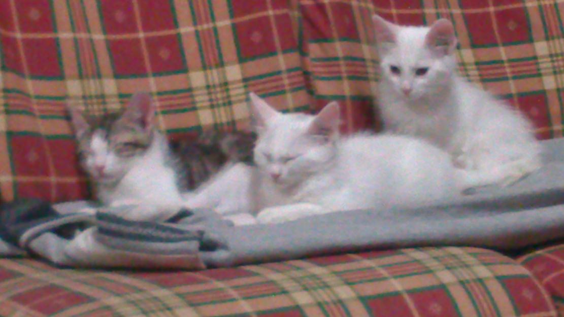 Se regalan  gatitos