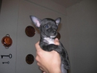 Vendo chihuahua autentico  PRECIO.- 475 €. Sevilla. - mejor precio | unprecio.es