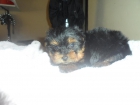 Yorkshire terrier cachorros - mejor precio | unprecio.es