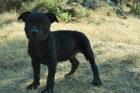 cachorros de staffordshire bull terrier con pedigree de excelente calidad - mejor precio | unprecio.es
