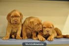cachorros  dogo de burdeos - mejor precio | unprecio.es