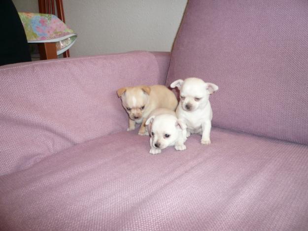 Chihuahua de pelo corto