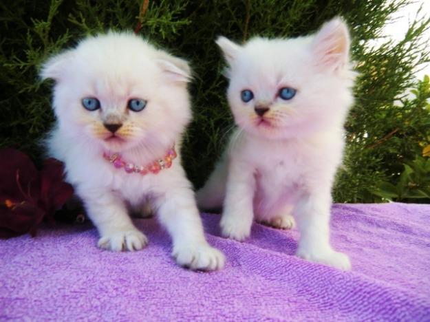 Gatitos British , Scottish fold