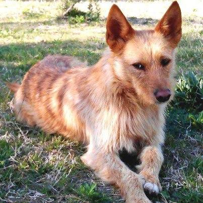 Podenco portugues en adopcion