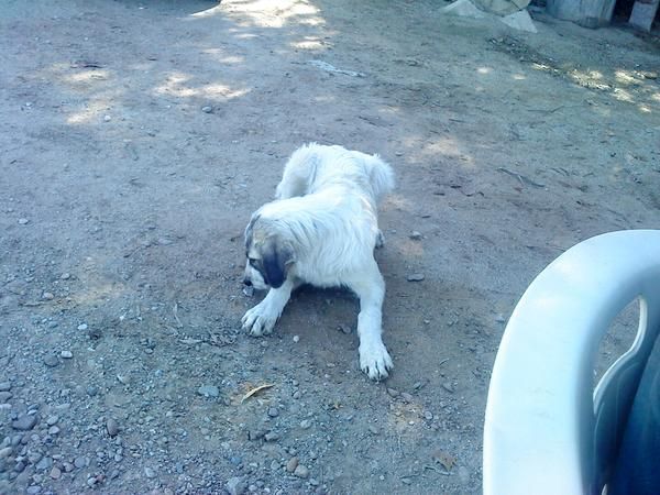 regalo cachorro mastin con 4 meses