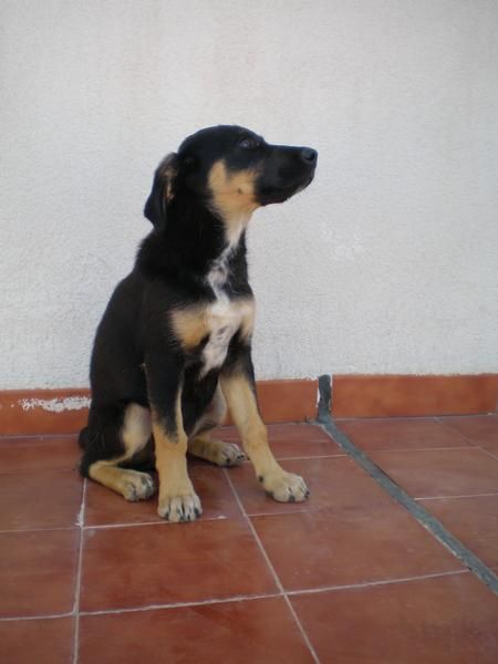 SE REGALA PERRITA DE 3 MESES