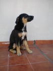 SE REGALA PERRITA DE 3 MESES - mejor precio | unprecio.es