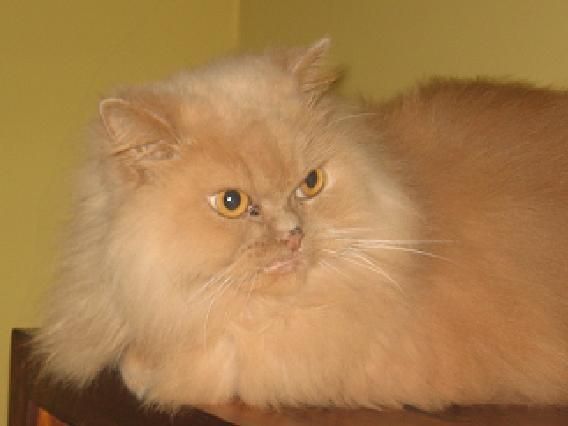 se regala  preciosa gata persa