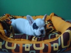 tu bull dog frances aquí! - mejor precio | unprecio.es