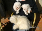 Preciosos cachorros Bichón maltés - mejor precio | unprecio.es