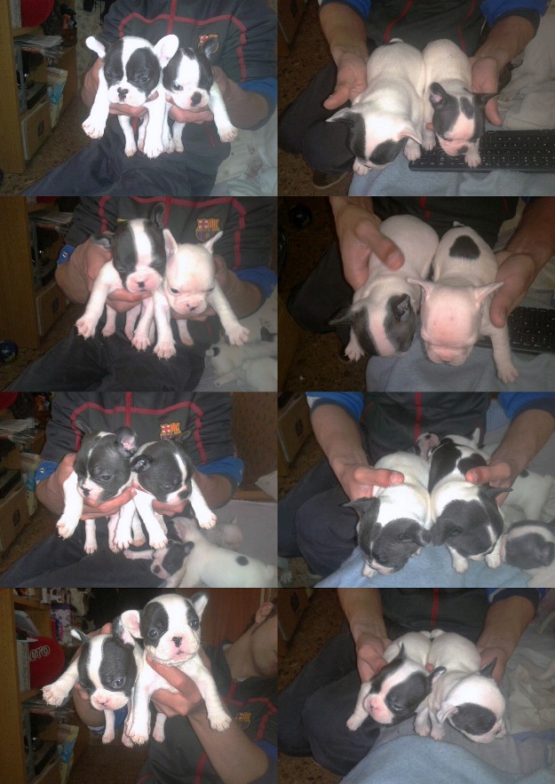 bulldog frances
