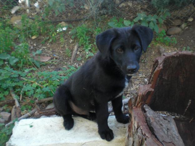 Cachorro cruce Pastor Belga en adopcion