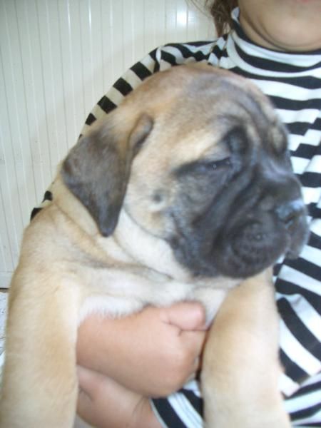 CACHORROS DE BULLMASTIFF