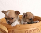 Micro diminuto Chihuahua cachorros Dazzler - mejor precio | unprecio.es