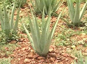 Productos Naturales de alta calidad