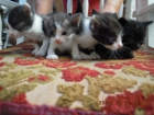 Regalamos gatitos - mejor precio | unprecio.es
