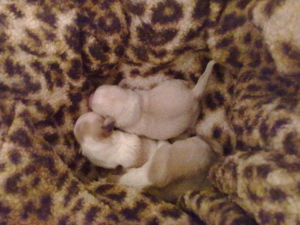 REGALO CACHORROS