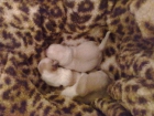 REGALO CACHORROS - mejor precio | unprecio.es