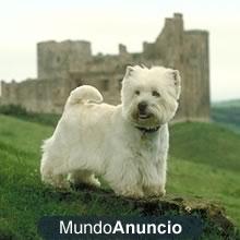 Montaña Terrier blanco