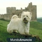 Montaña Terrier blanco - mejor precio | unprecio.es