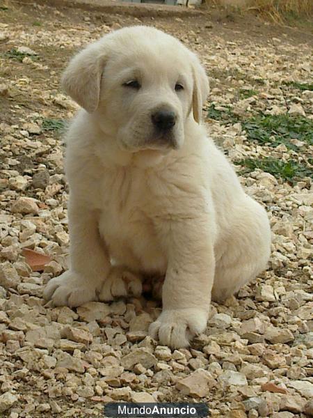 CACHORRO MASTÍN