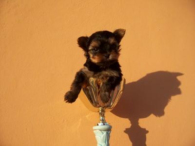 cachorritos yorkshire miniatura