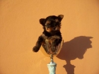 cachorritos yorkshire miniatura - mejor precio | unprecio.es