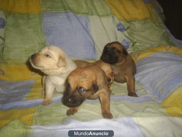 cachorros pastor belga - labrador